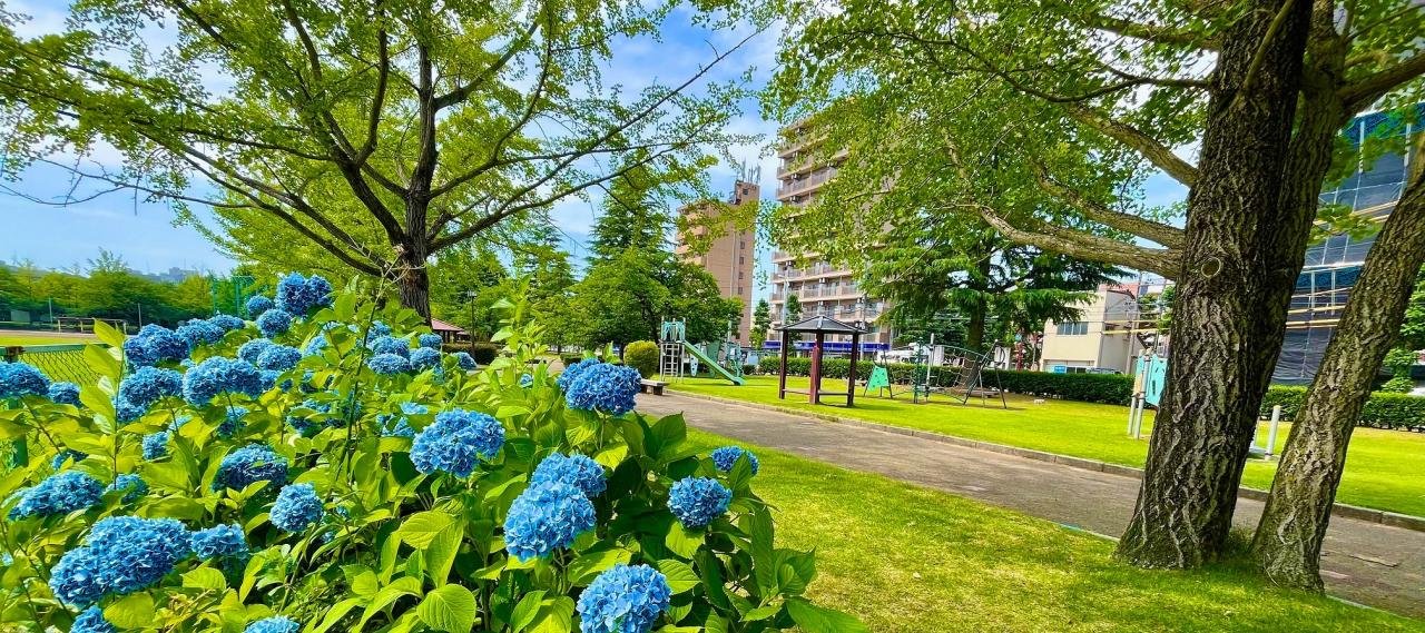 五福公園の紫陽花